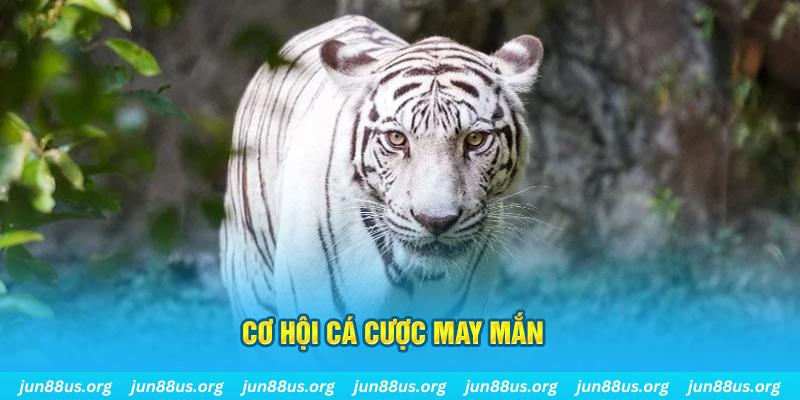 w88 cá cược bóng đá là gì