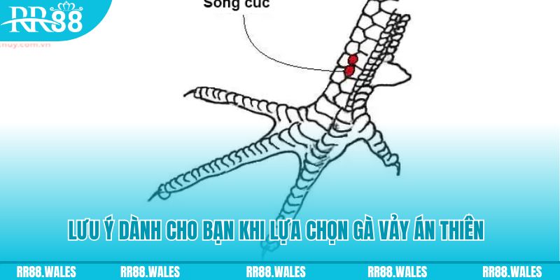 w88 xổ số khánh hòa
