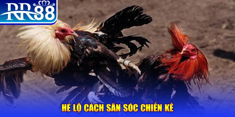w88 chọi gà c1