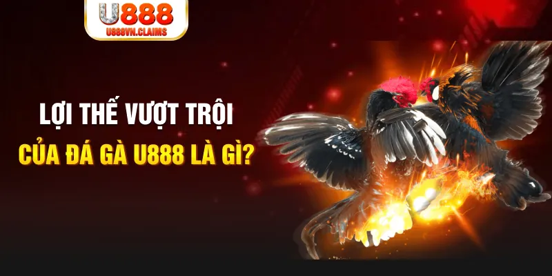 w88 hòn gà chọi